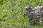 walking Snow Leopards