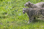 standing Snow Leopards