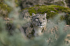 Snow Leopard