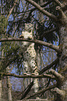 Snow Leopard on a tree