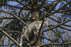 Snow Leopard on a tree