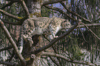 Snow Leopard on a tree