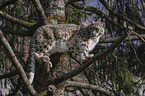 Snow Leopard on a tree