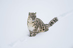 sitting Snow Leopard