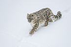 walking Snow Leopard