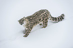 standing Snow Leopard