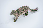 standing Snow Leopard