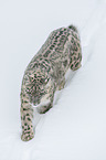 walking Snow Leopard