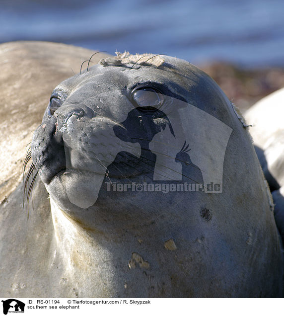 Sdlicher Seeelefant / southern sea elephant / RS-01194