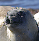 southern sea elephant