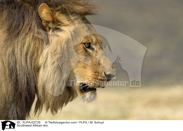 Southwest African lion / FLPA-02735