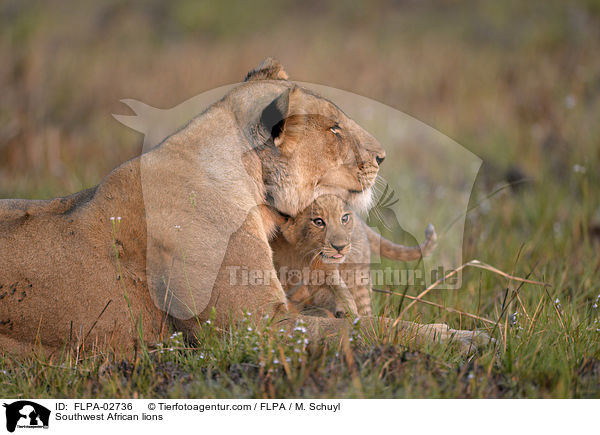 Southwest African lions / FLPA-02736
