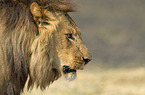 Southwest African lion