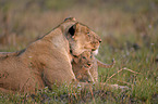 Southwest African lions