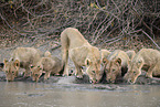 Southwest African lion