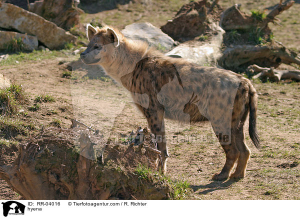 hyena / RR-04016