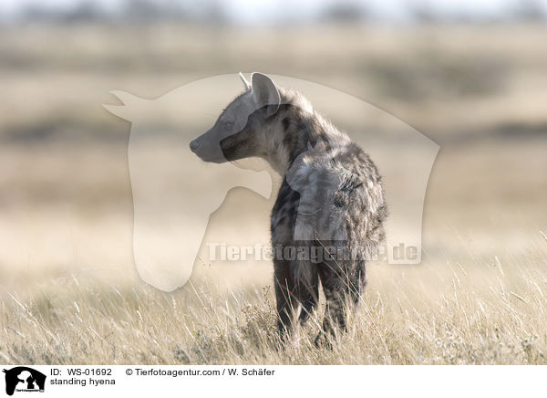 stehende Tpfelhyne / standing hyena / WS-01692