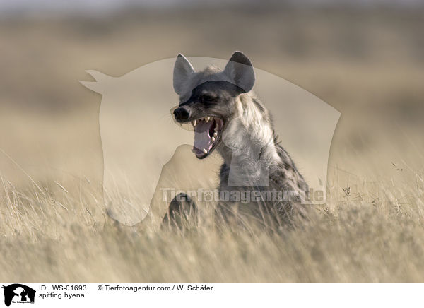 fauchende Tpfelhyne / spitting hyena / WS-01693