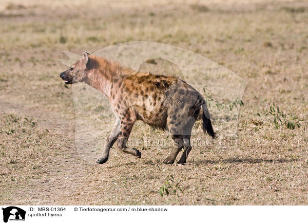 Tpfelhyne / spotted hyena / MBS-01364
