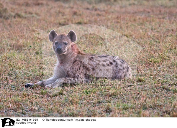 Tpfelhyne / spotted hyena / MBS-01365