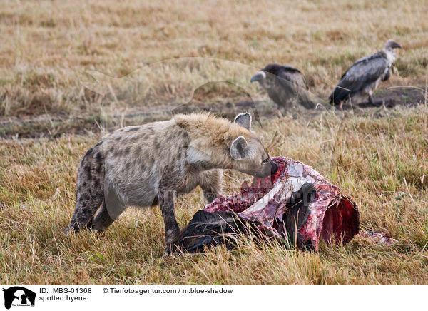 spotted hyena / MBS-01368