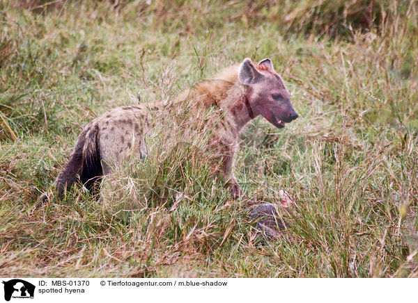 Tpfelhyne / spotted hyena / MBS-01370