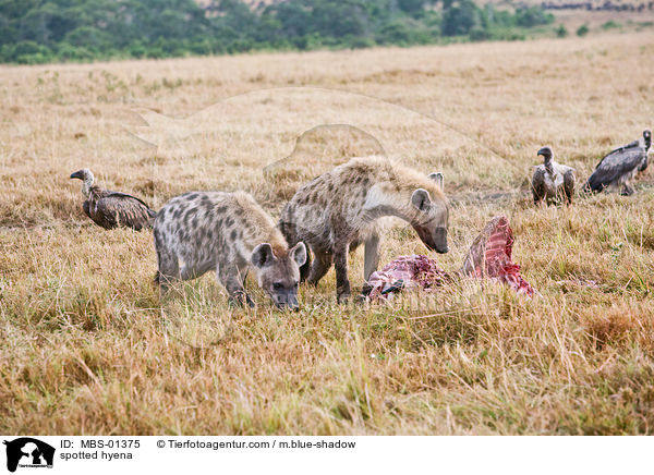 spotted hyena / MBS-01375