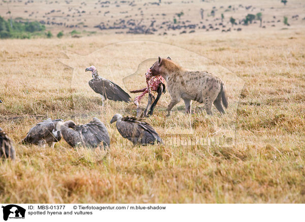 Tpfelhyne und Geier / spotted hyena and vultures / MBS-01377