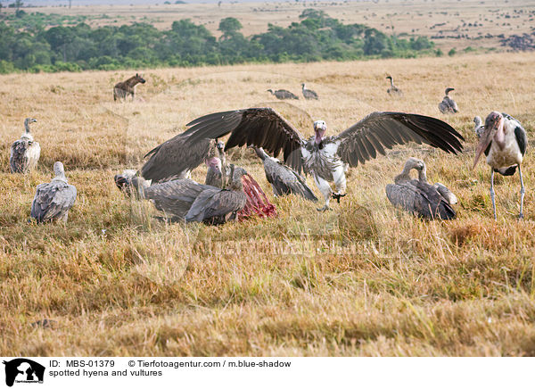 Tpfelhyne und Geier / spotted hyena and vultures / MBS-01379