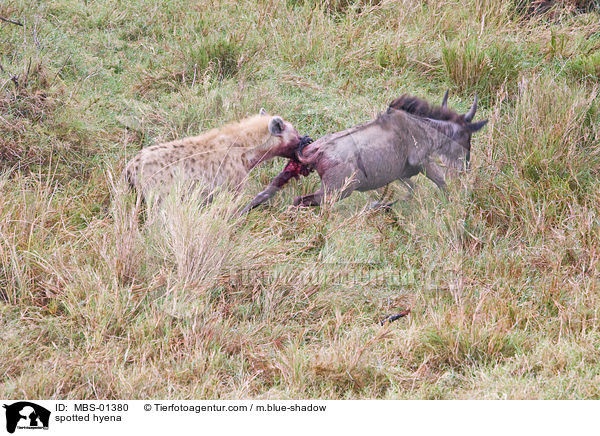 Tpfelhyne reit Gnu / spotted hyena / MBS-01380