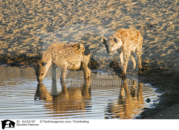 Tpfelhynen / Spotted Hyenas / HJ-02197