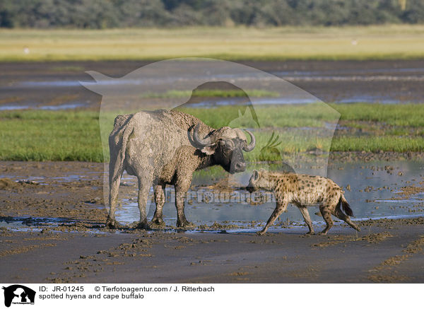 spotted hyena and cape buffalo / JR-01245