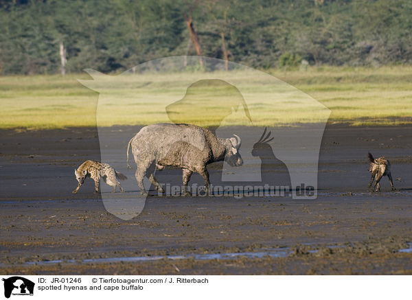 spotted hyenas and cape buffalo / JR-01246