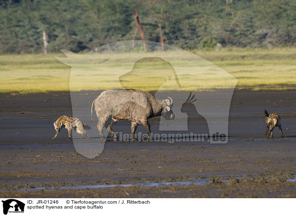 Tpfelhynen und Kaffernbffel / spotted hyenas and cape buffalo / JR-01246