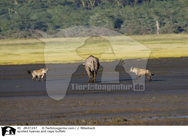 Tpfelhynen und Kaffernbffel / spotted hyenas and cape buffalo / JR-01247