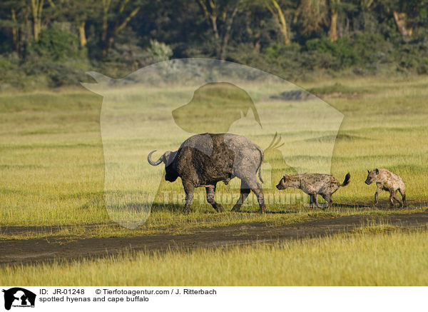 Tpfelhynen und Kaffernbffel / spotted hyenas and cape buffalo / JR-01248
