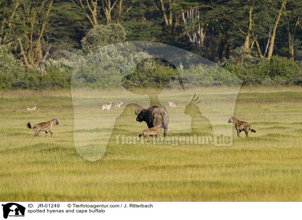 spotted hyenas and cape buffalo / JR-01249