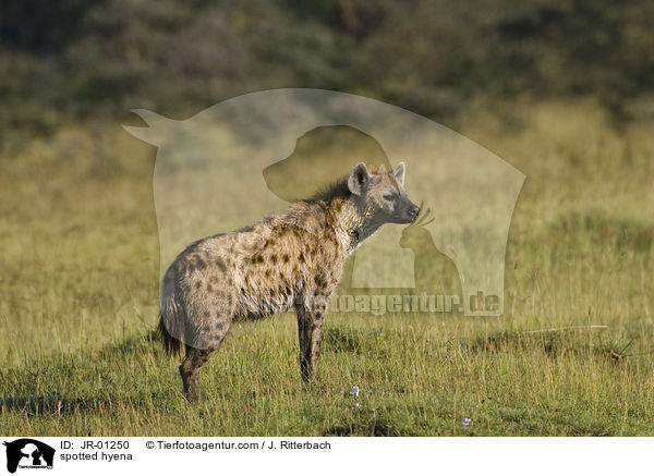 spotted hyena / JR-01250