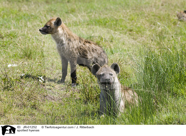Tpfelhynen / spotted hyenas / JR-01252