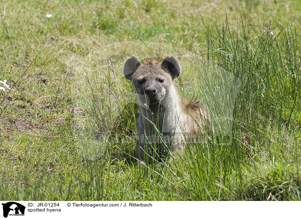 Tpfelhyne / spotted hyena / JR-01254