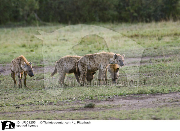 spotted hyenas / JR-01255