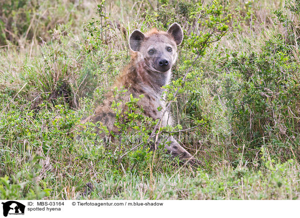 Tpfelhyne / spotted hyena / MBS-03164