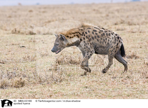 Tpfelhyne / spotted hyena / MBS-03166