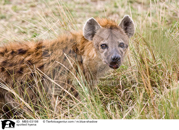 spotted hyena / MBS-03198