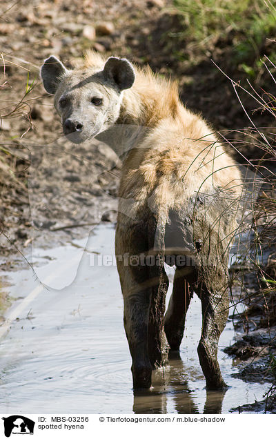 spotted hyena / MBS-03256