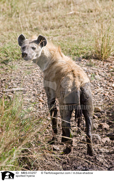 Tpfelhyne / spotted hyena / MBS-03257