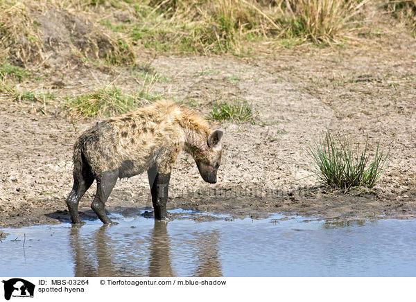 spotted hyena / MBS-03264