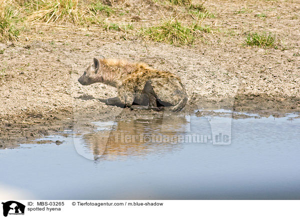 spotted hyena / MBS-03265