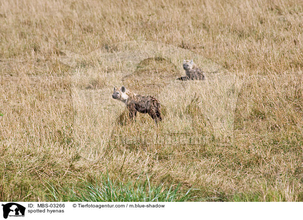 spotted hyenas / MBS-03266
