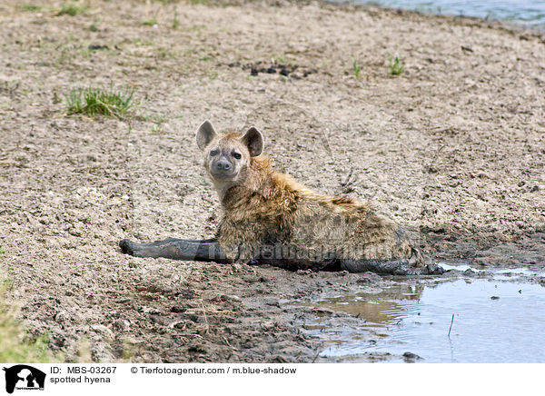 spotted hyena / MBS-03267